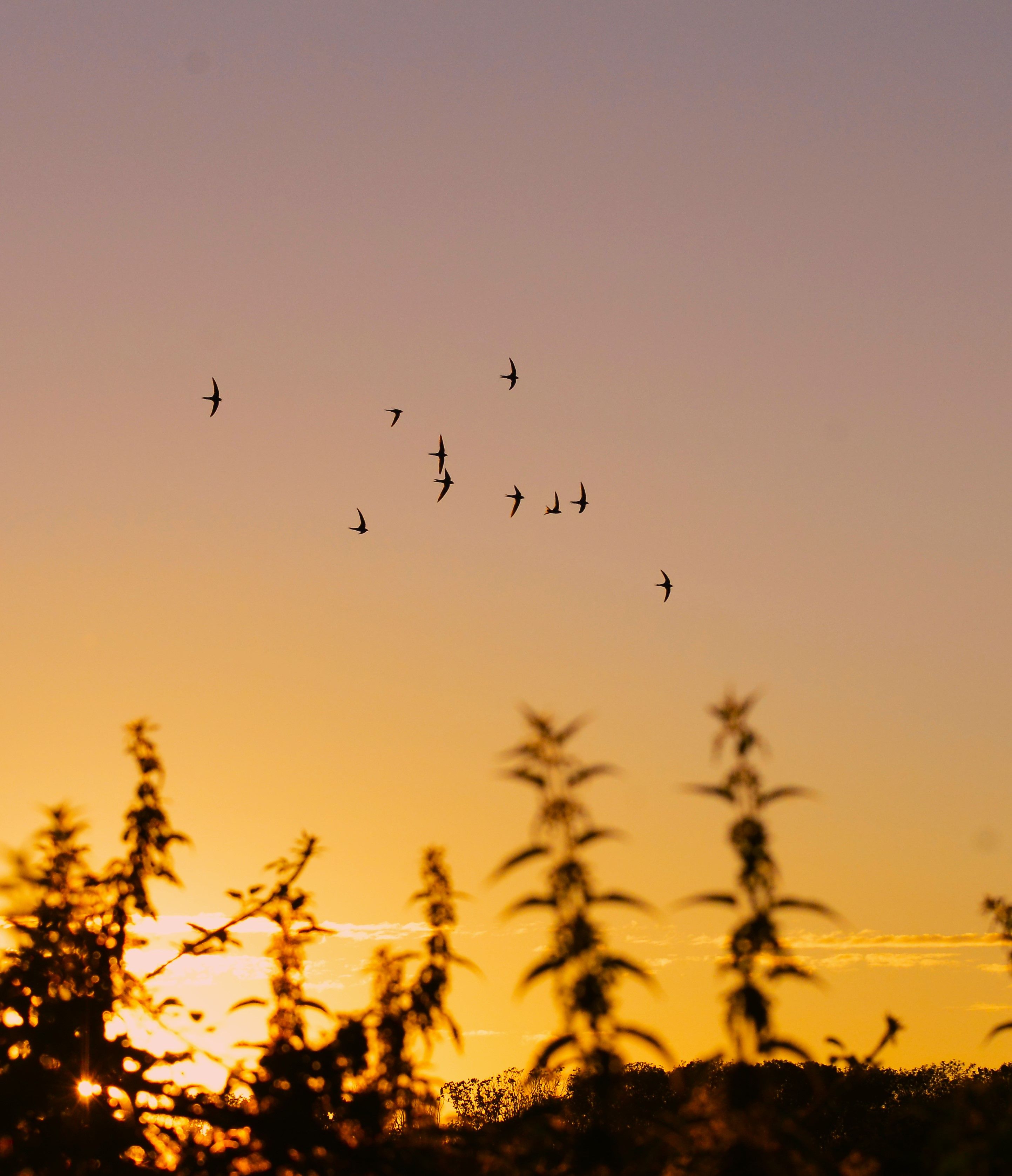 Swift screaming party at sunset 210724 Bury PS01.jpg