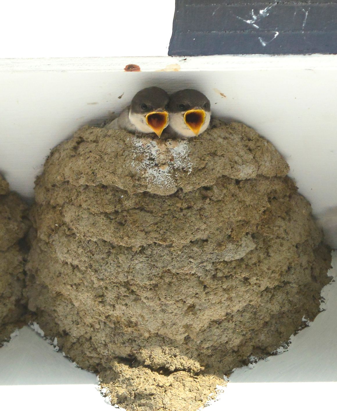 House martin chicks begging at nest cup C3 060721 PS01.jpg