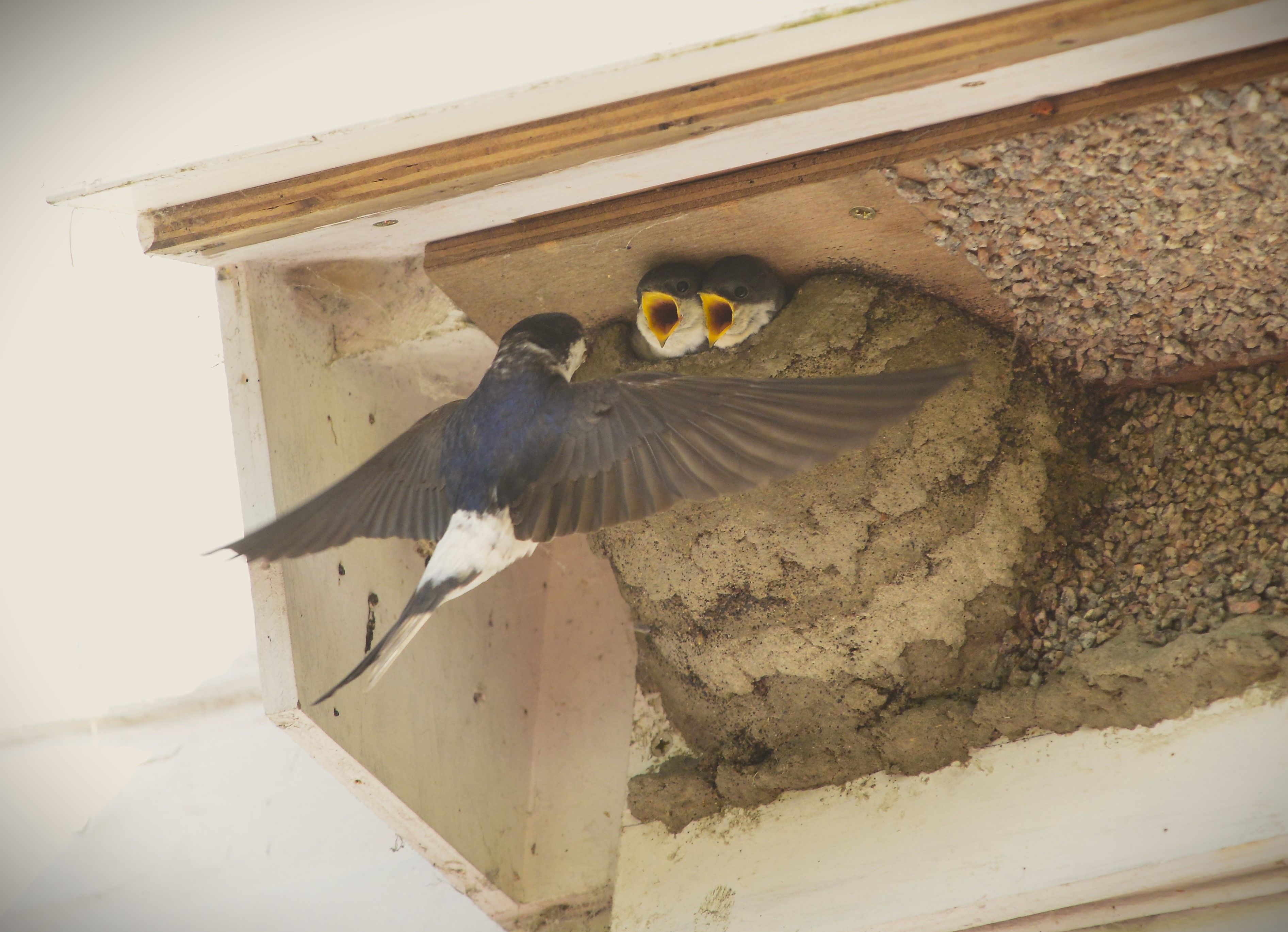 House martin chicks begging with adult in flight 0507 PS01.jpg