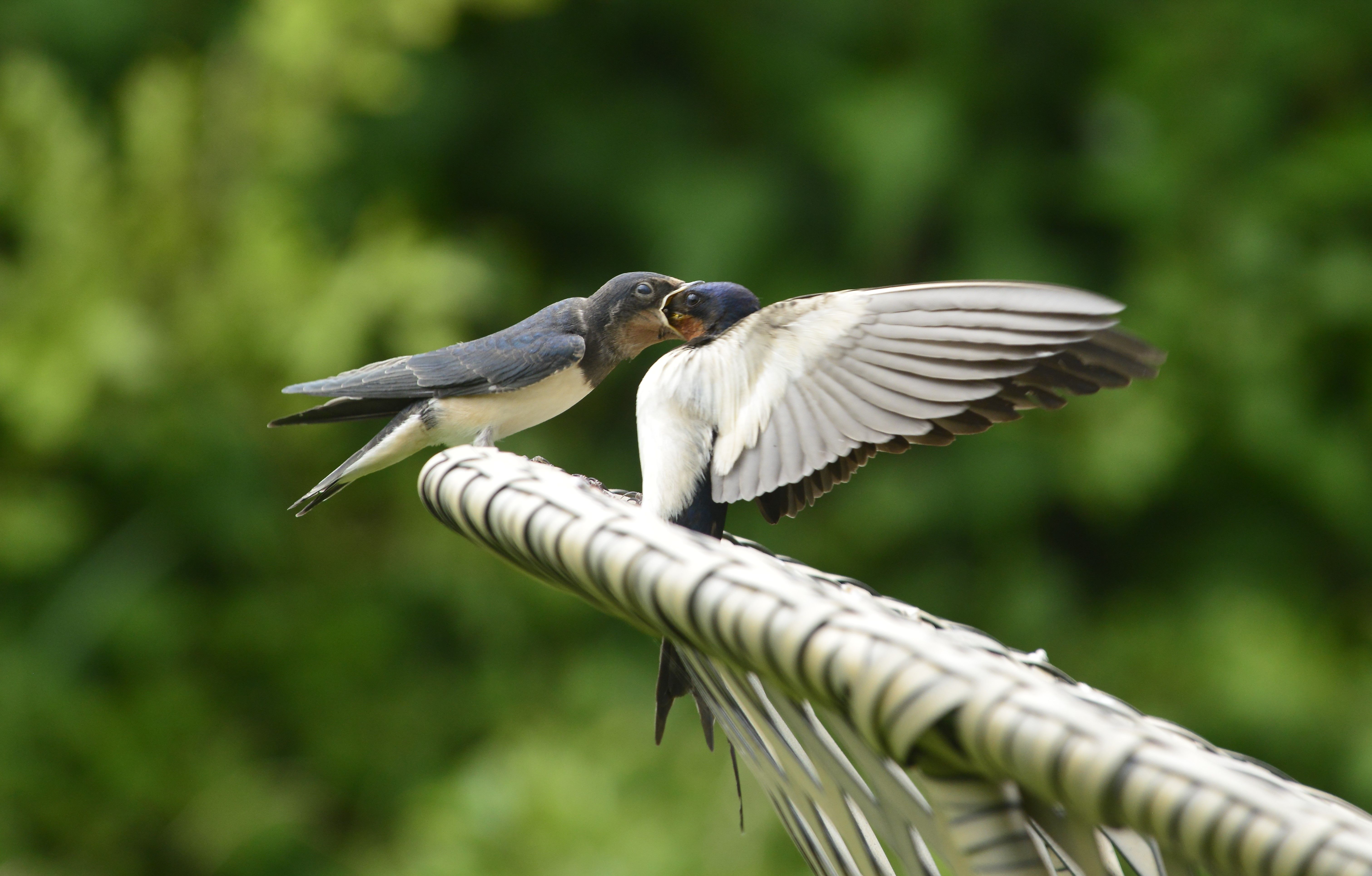 Swallow feeding chick on garden chair 110624 PS01.jpg