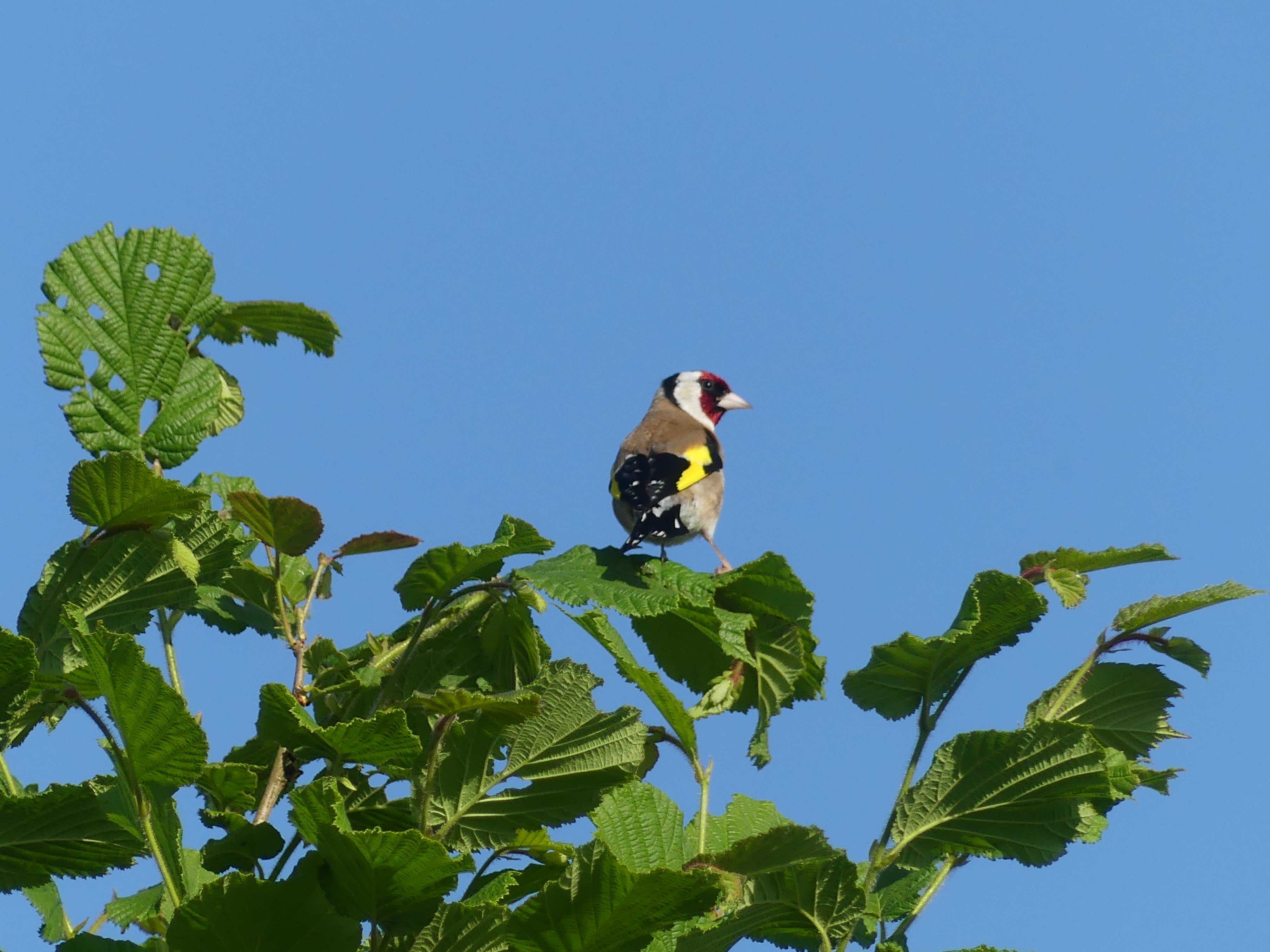 Goldfinch, Amy Hurn.jpg