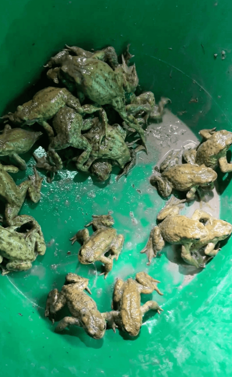Kingston Toad patrol - rescued from road.png