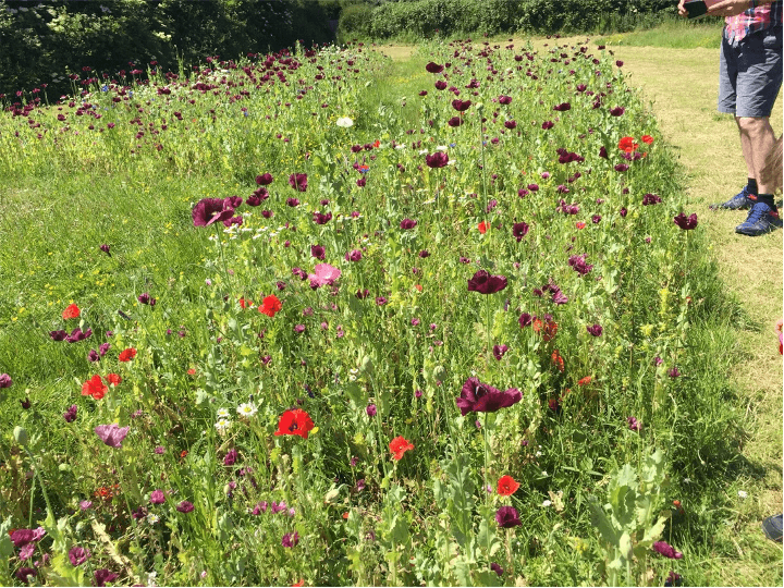 Kingston wildflower meadow.png
