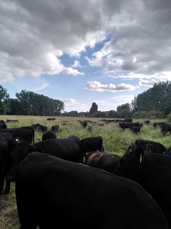Figure 1 Left: Grazing pass of 120 head of cattle, given approx. 3.5 hectares for several days – notice the grass as tall as the cattle!