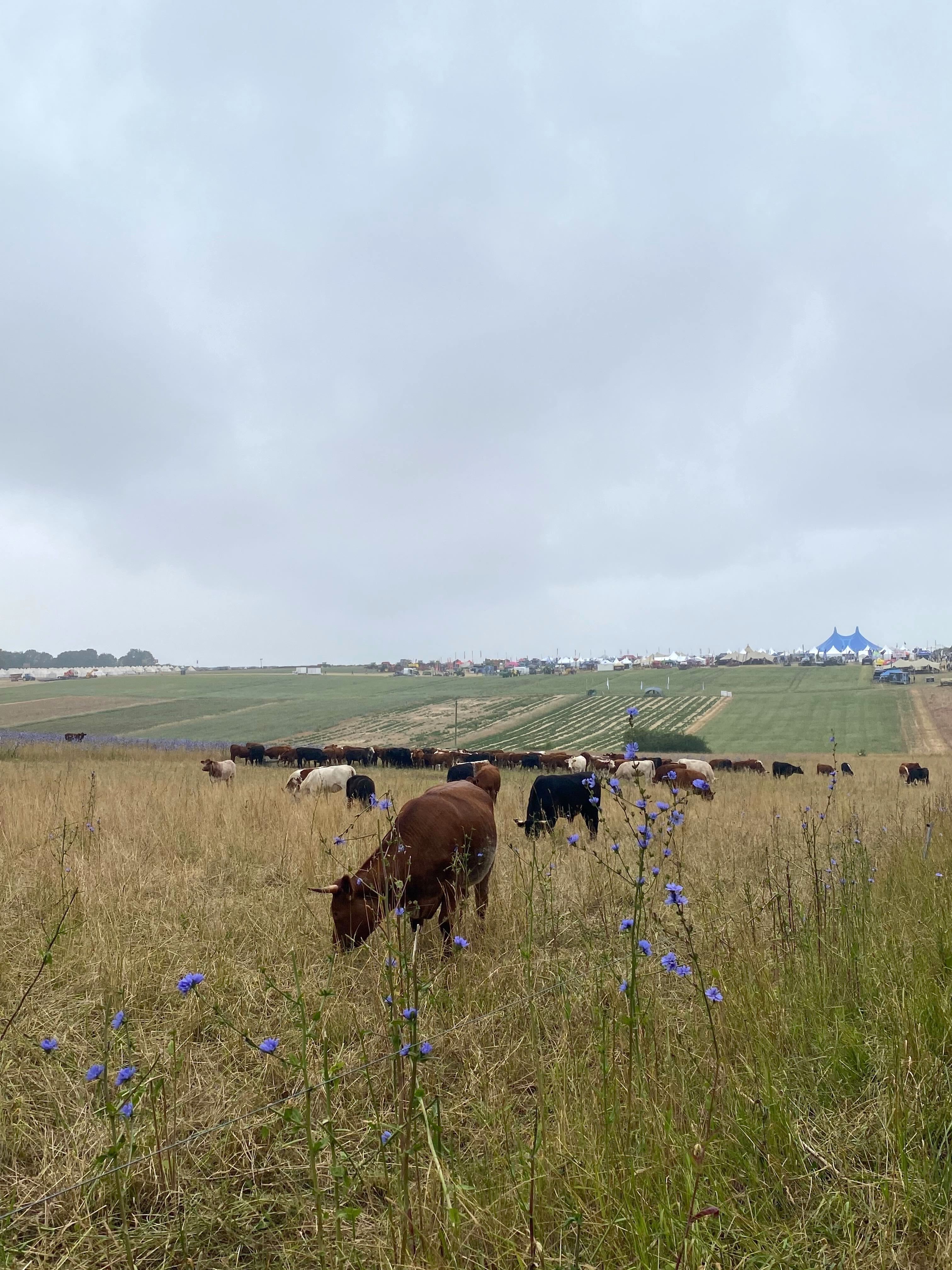 Groundswell photo 1