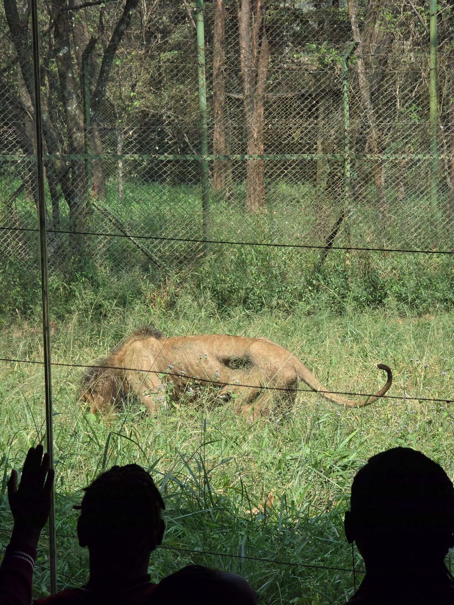 Learning Beyond the Classroom: Safari Walk & Railway Museum Adventure! 🦒🚂