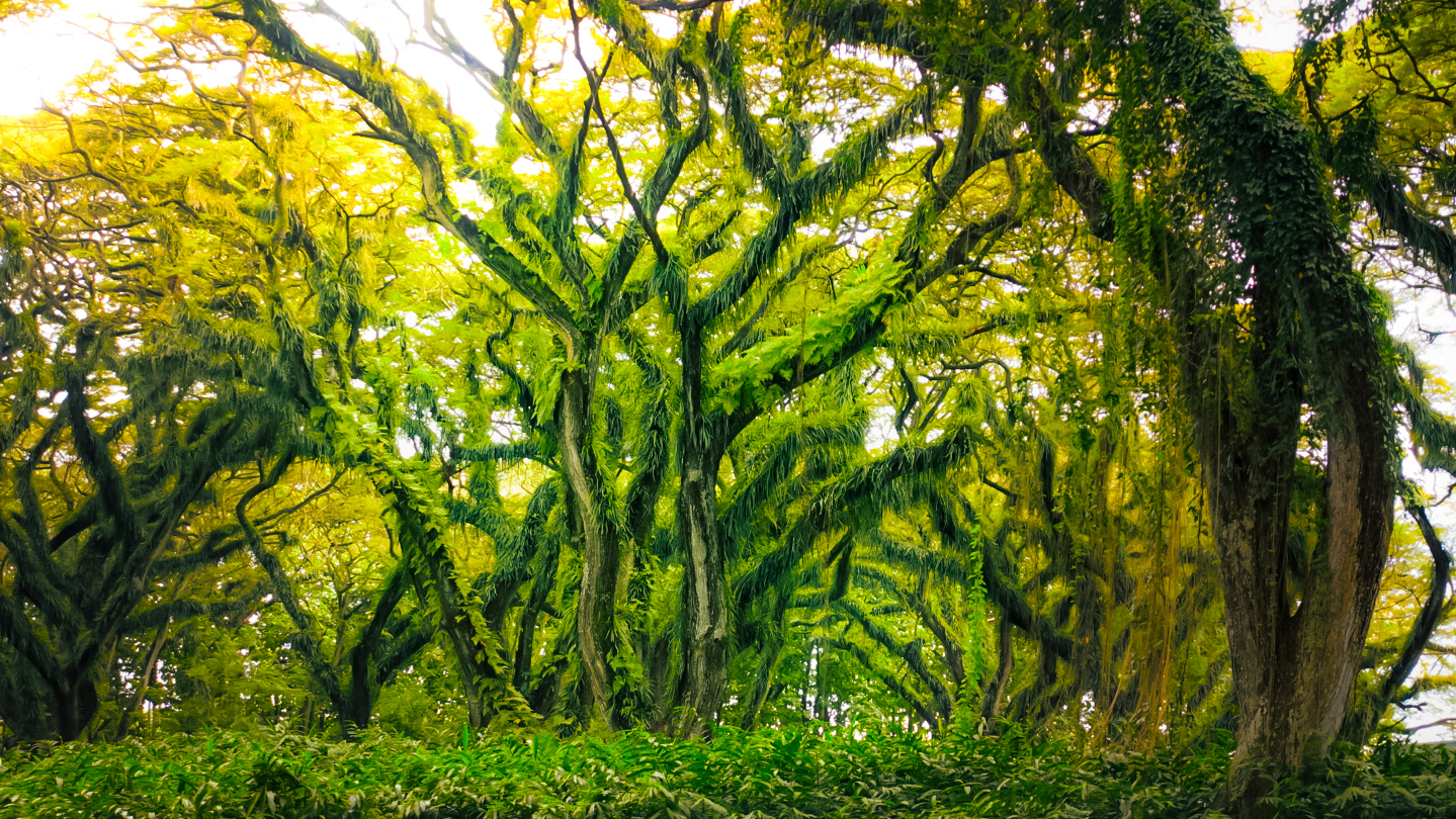 Visual Experiments Collection