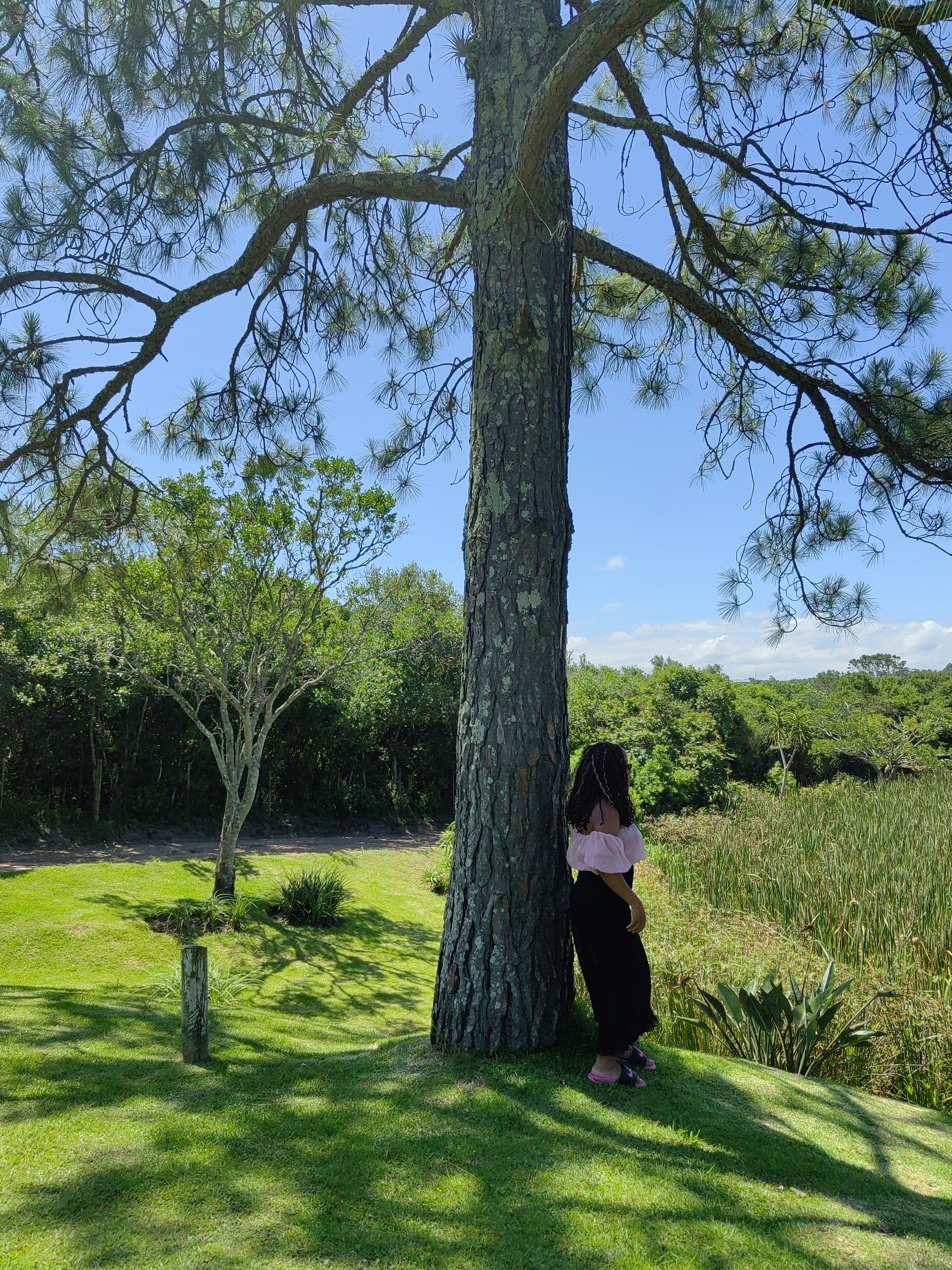 Pink top, leaning on a great pine
