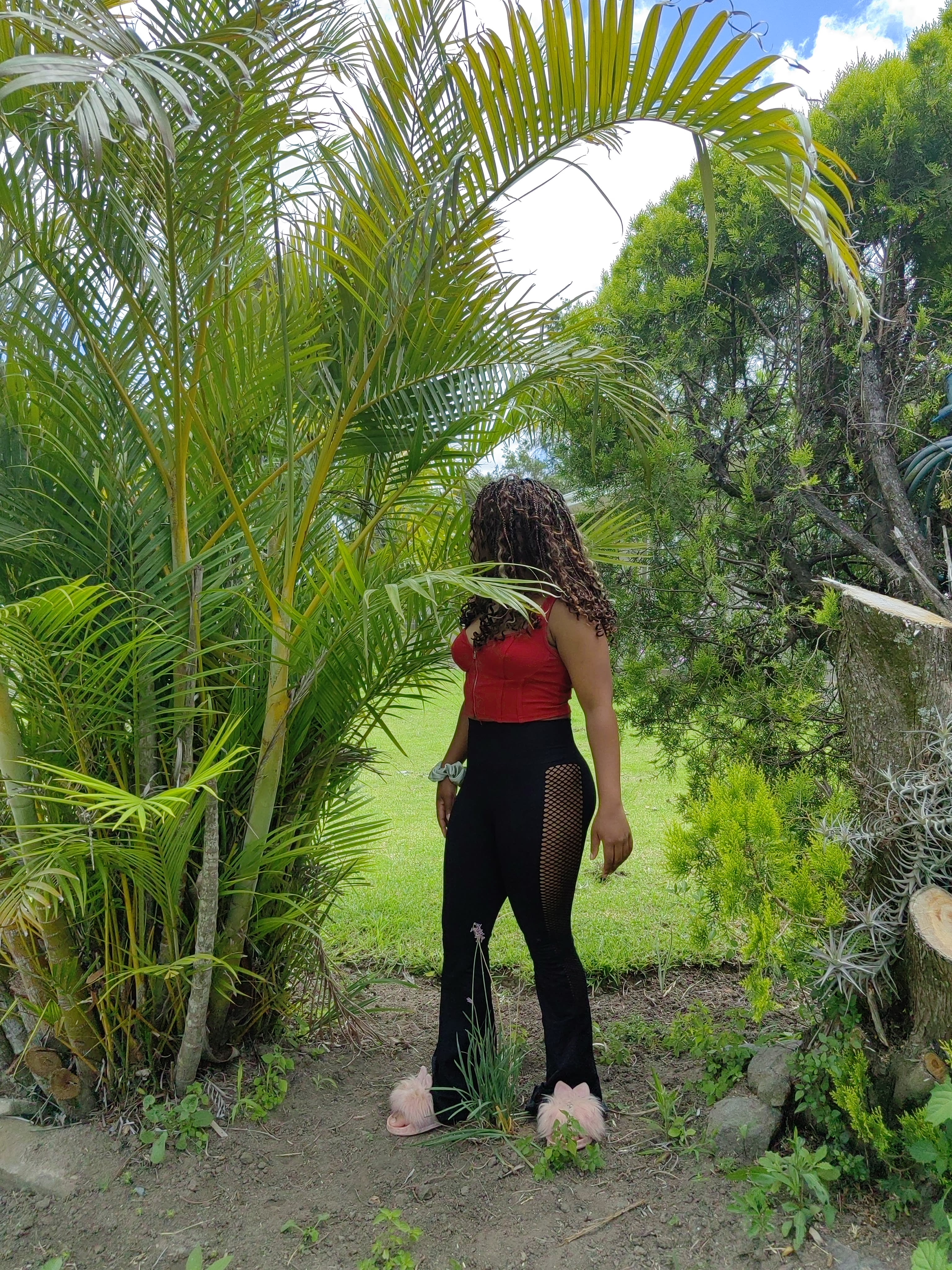 Red halter framed by golden-cane palm