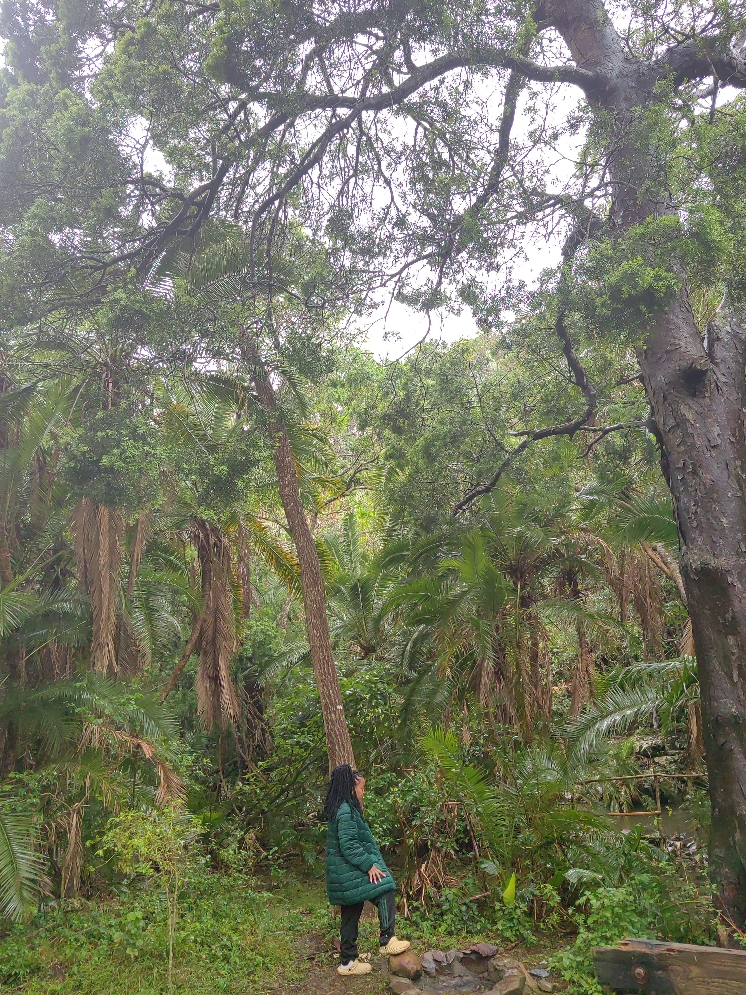 A small figure among giant trees