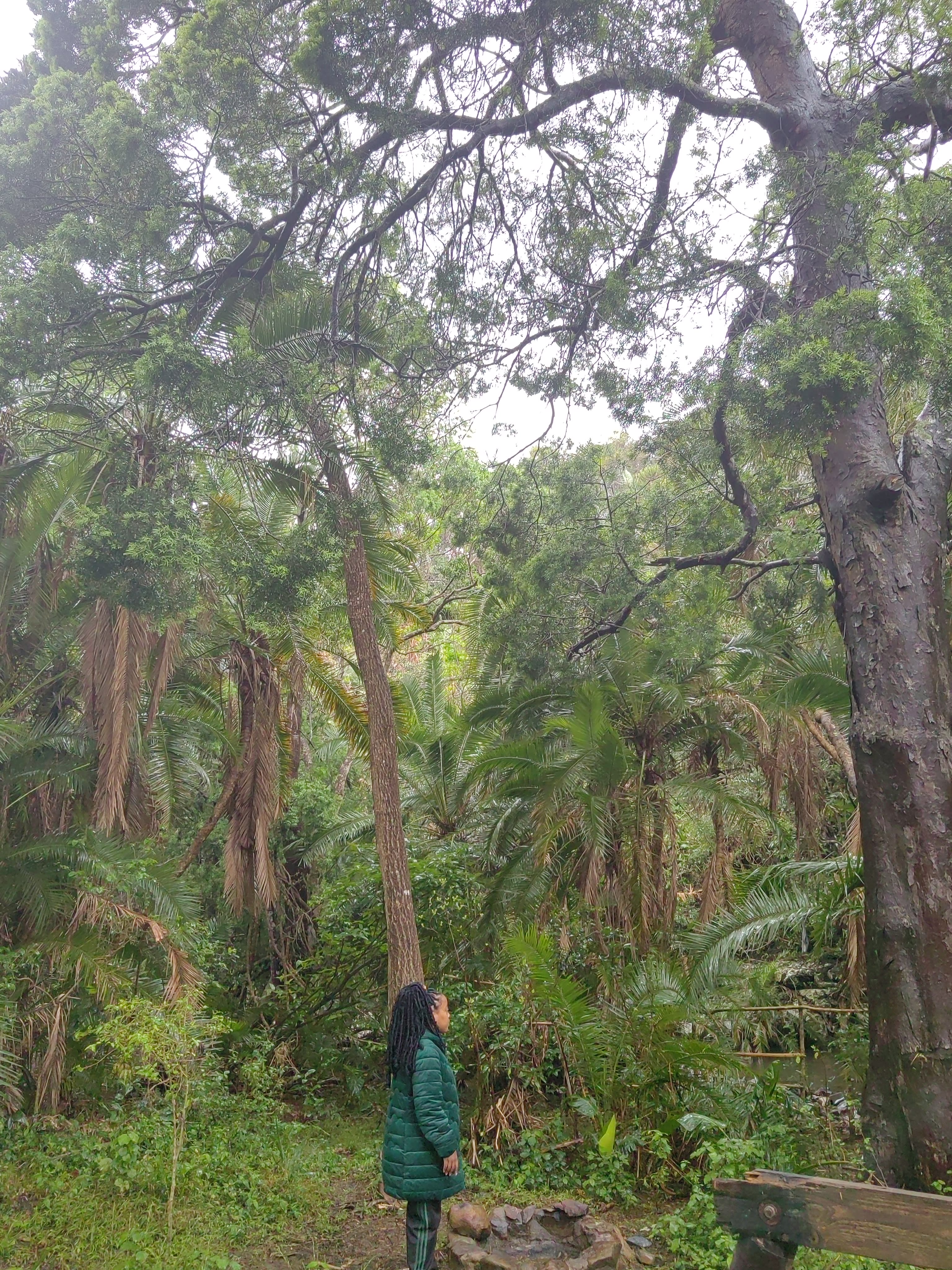 Looking up into a towering indigenous canopy
