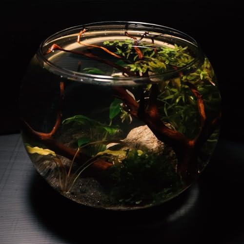 Vue 5 de Amtra Crystal Globe Fishbowl