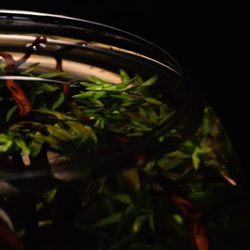 Vue 6 de Amtra Crystal Globe Fishbowl