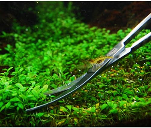 Vue 5 de Iwobi Ciseaux Aquascaping Ciseaux
