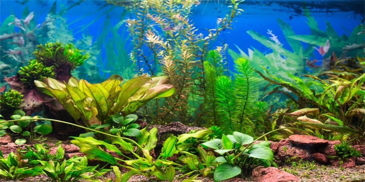 Xcm Fond Daquarium Plante