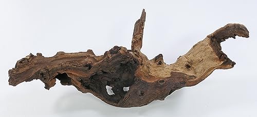 Vue 5 de Mopani Racine Taille