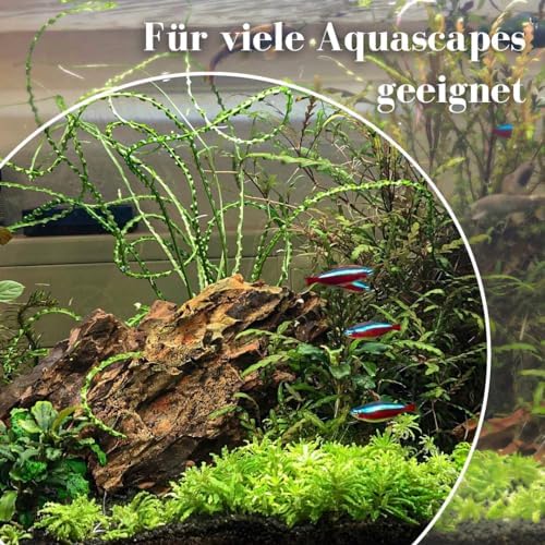 Vue 5 de Aquaone Pierre Daquarium Pierre