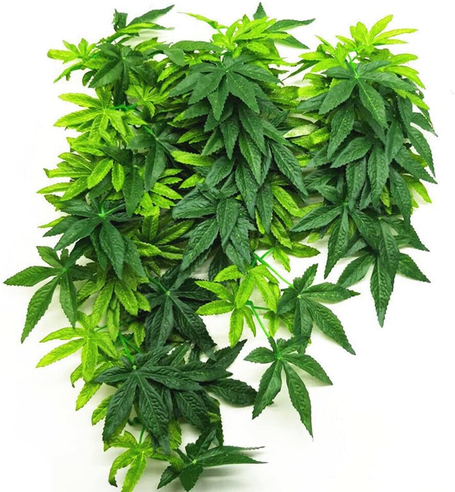 Dsoar Cmin Plantes Daquarium