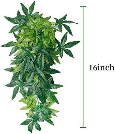 Vue 5 de Dsoar Cmin Plantes Daquarium