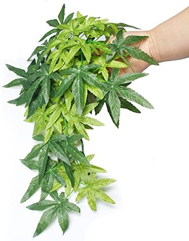 Vue 6 de Dsoar Cmin Plantes Daquarium