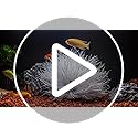 Vue 7 de Plantes Pour Aquarium Plastique