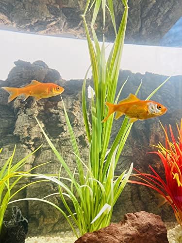 Vue 2 de Tyrol Plantes Aquatiques Artificielles