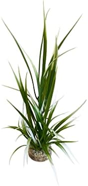 Vue 3 de Tyrol Plantes Aquatiques Artificielles