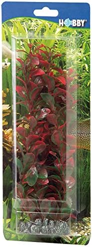 Vue 2 de Hobby Ludwigia Plante Daquarium