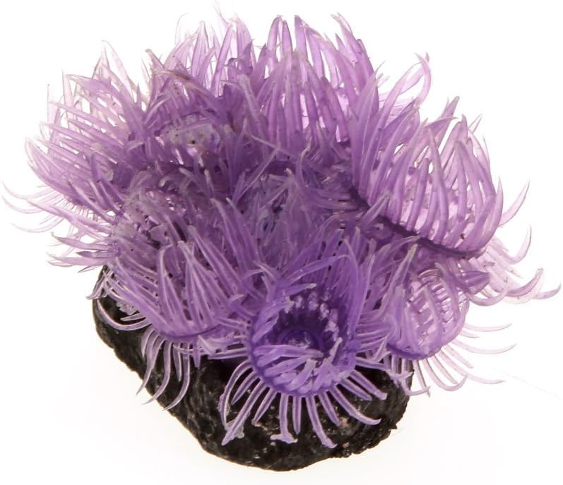 Anemone De Mer Dynamique