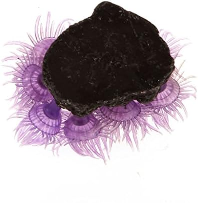 Vue 2 de Anemone De Mer Dynamique