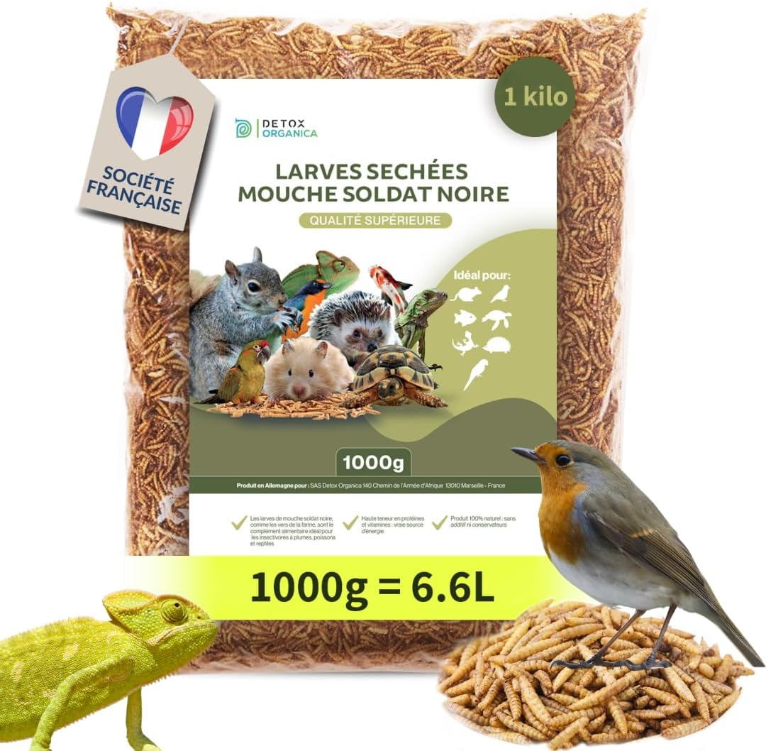 Larve Mouche Soldat Noire