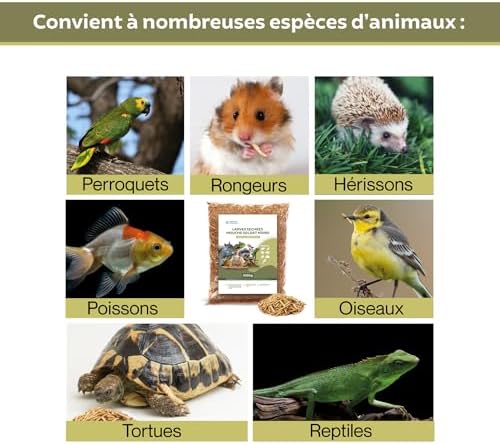 Vue 4 de Larve Mouche Soldat Noire