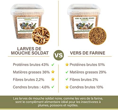 Vue 6 de Larve Mouche Soldat Noire