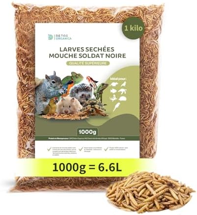 Vue 7 de Larve Mouche Soldat Noire