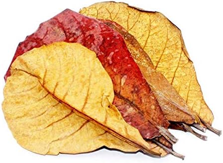 Vue 4 de Catappa Lot De Feuilles