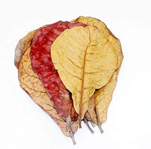 Vue 5 de Catappa Lot De Feuilles