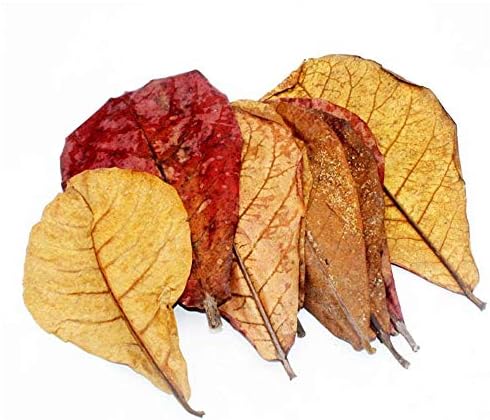 Vue 6 de Catappa Lot De Feuilles