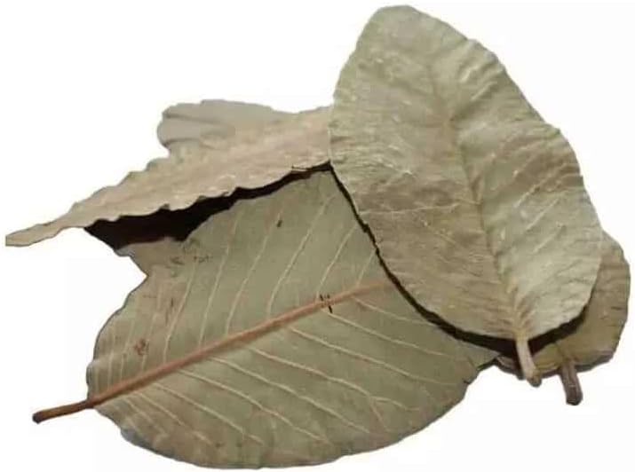 Feuilles De Catappa Pour