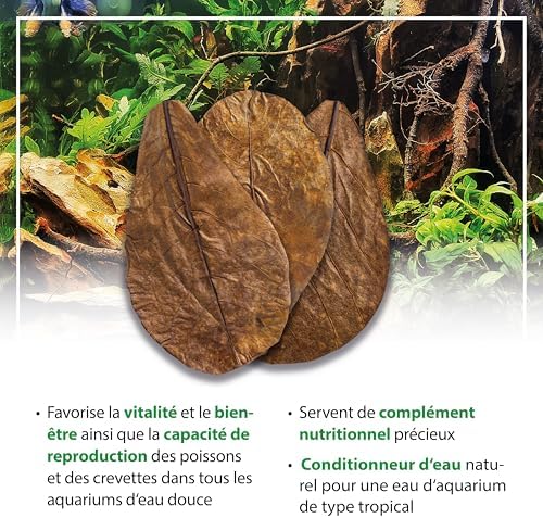 Vue 4 de Arka Myscapecatappa Leaves Lot