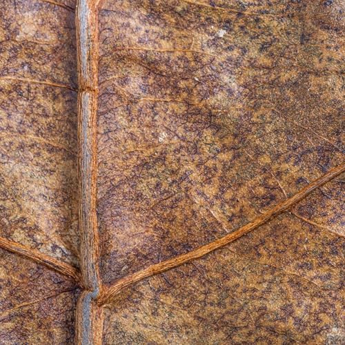 Vue 5 de Arka Myscapecatappa Leaves Lot