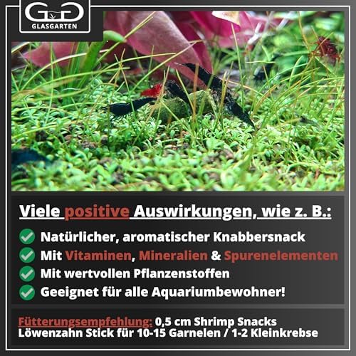 Vue 6 de Glasgarten Shrimp Snacks Murier