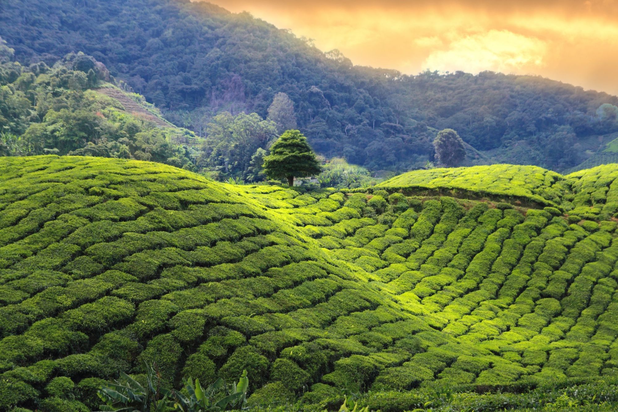 Pekoe Trail Hiking Experience