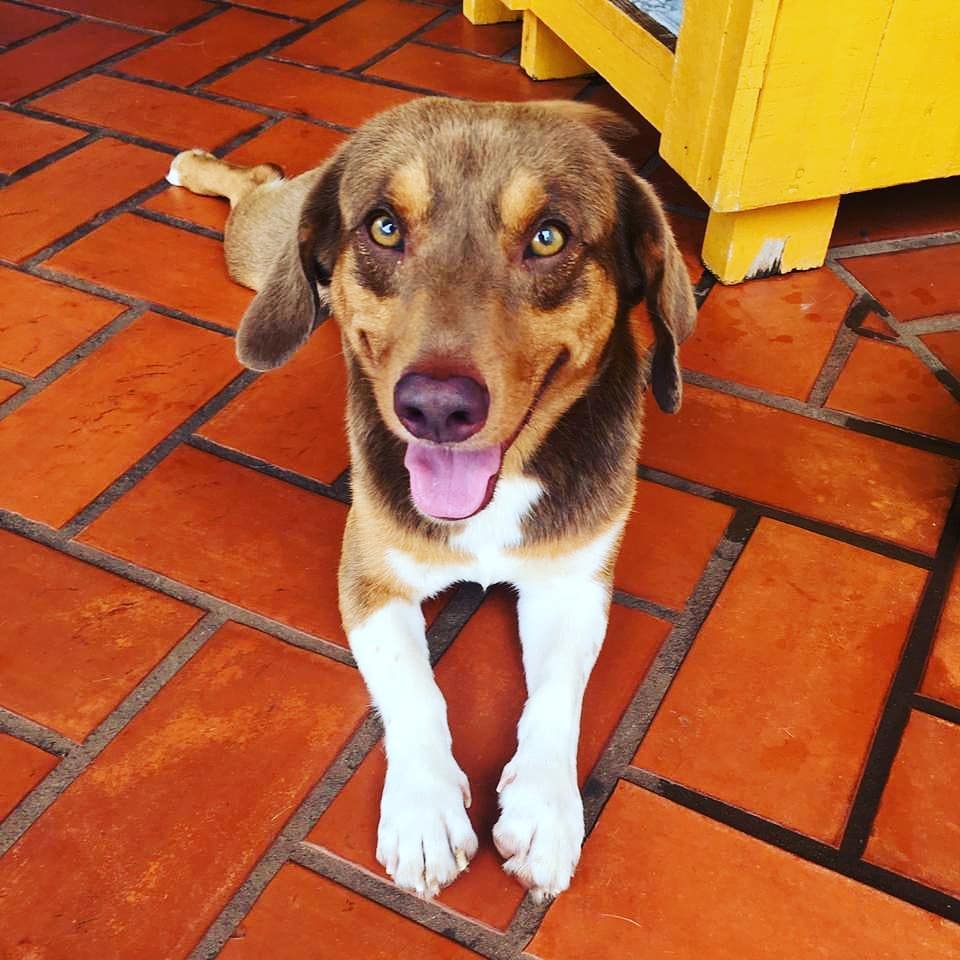 2020: O Encontro com Ébano - foto 2