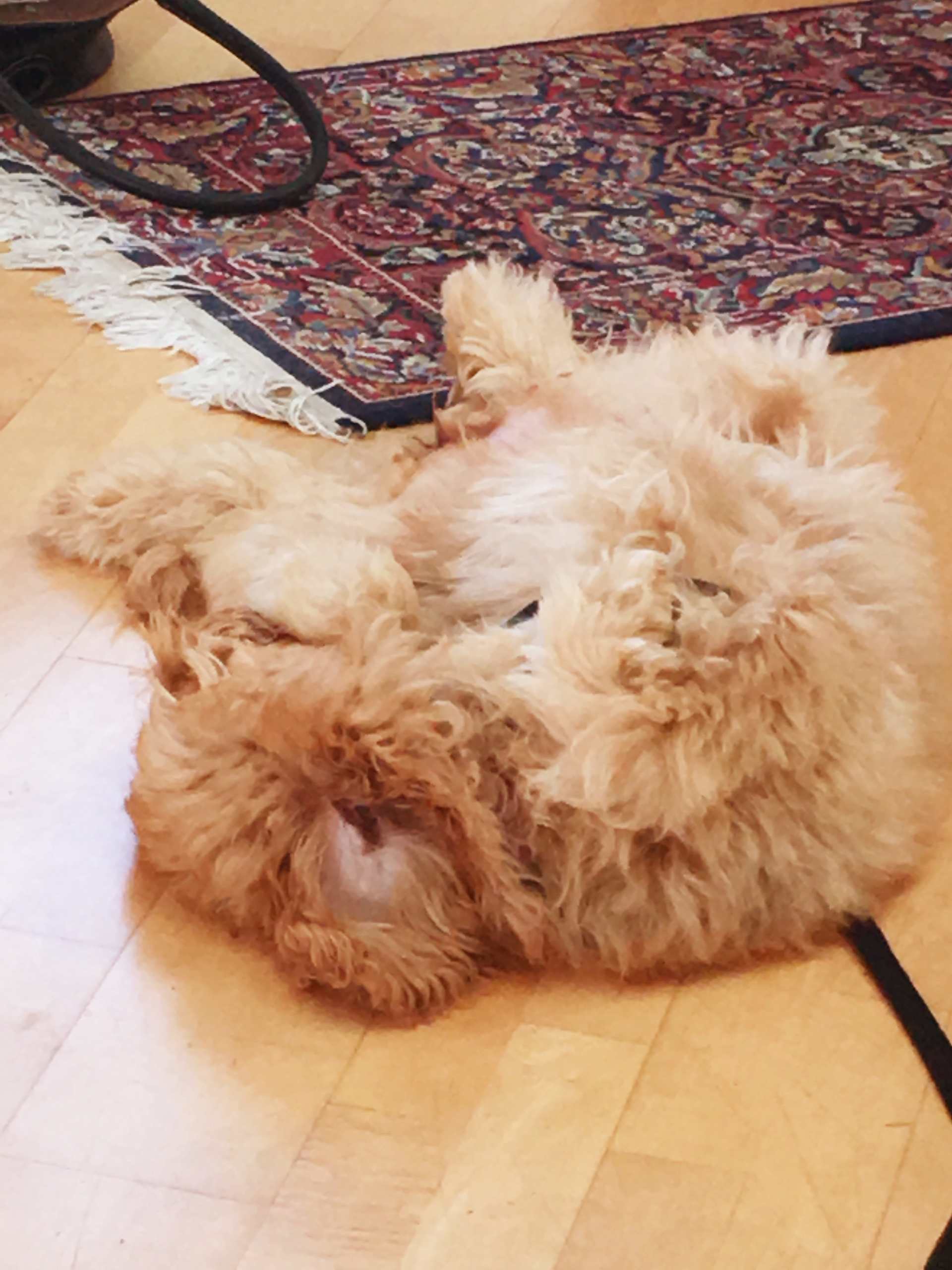 Belly-Up Bliss