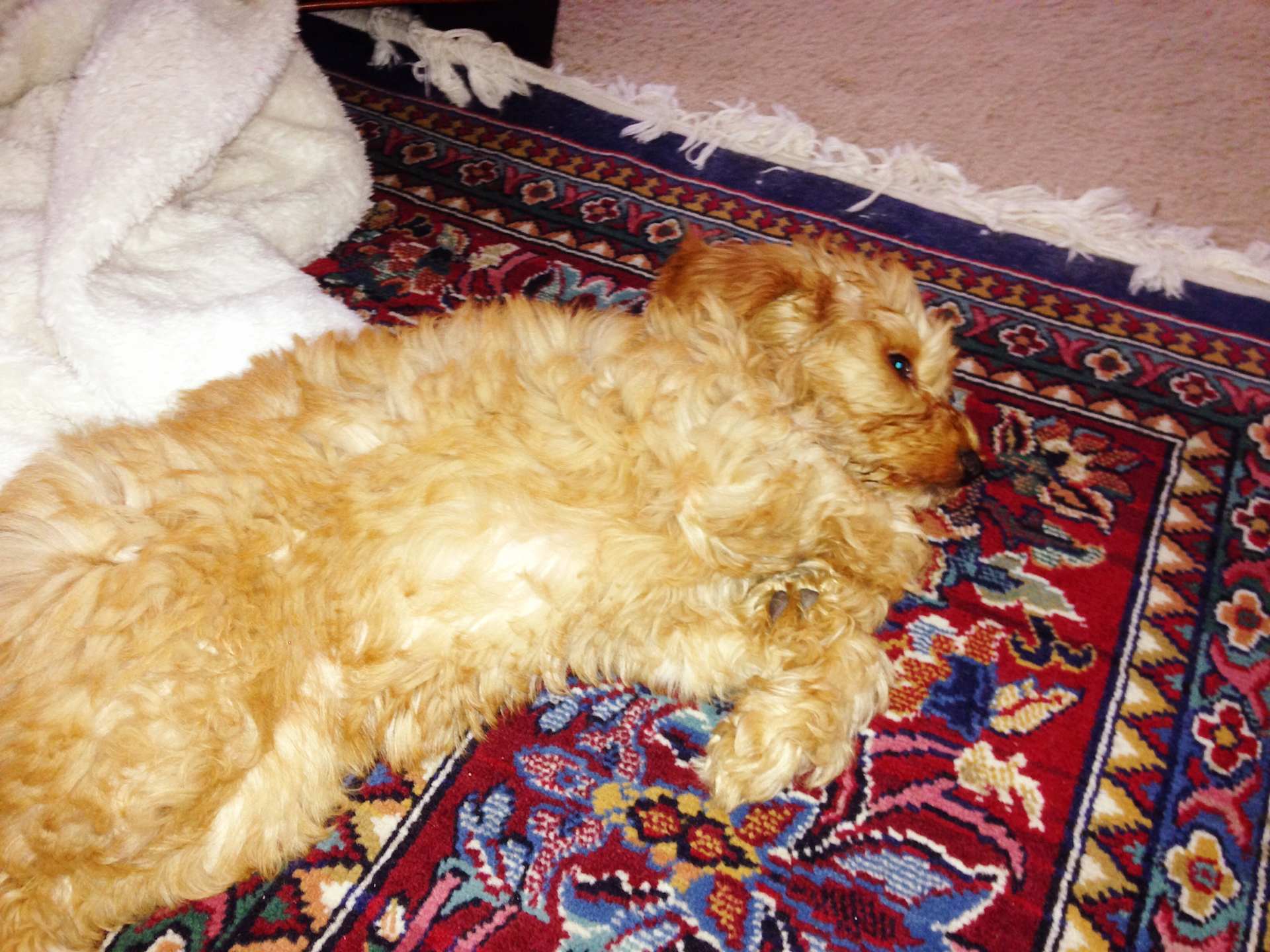 Queen of the Rug