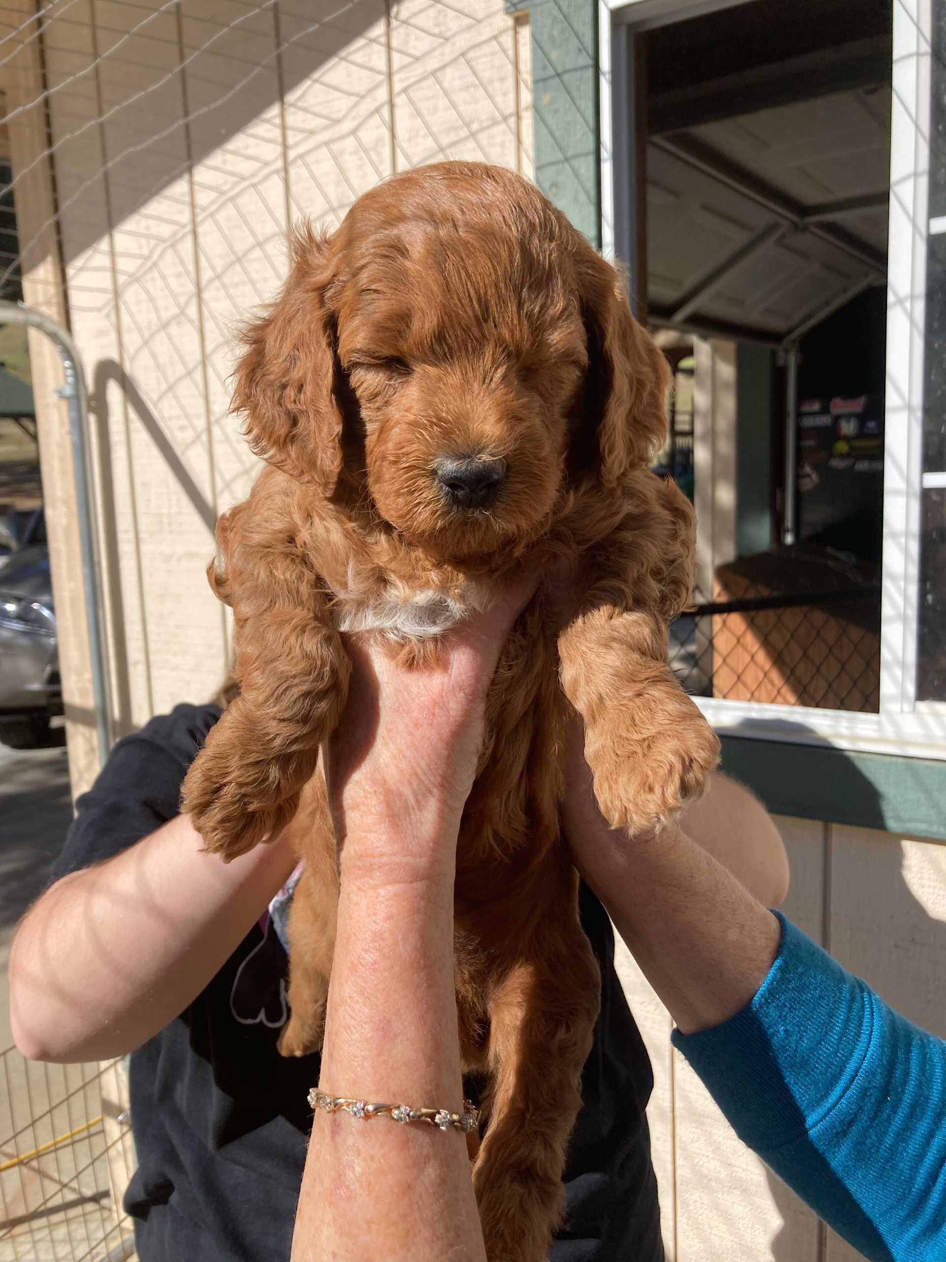 Tiny Puppy, Big Love