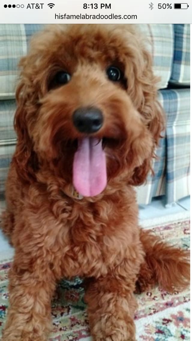 A Doodle Full of Joy