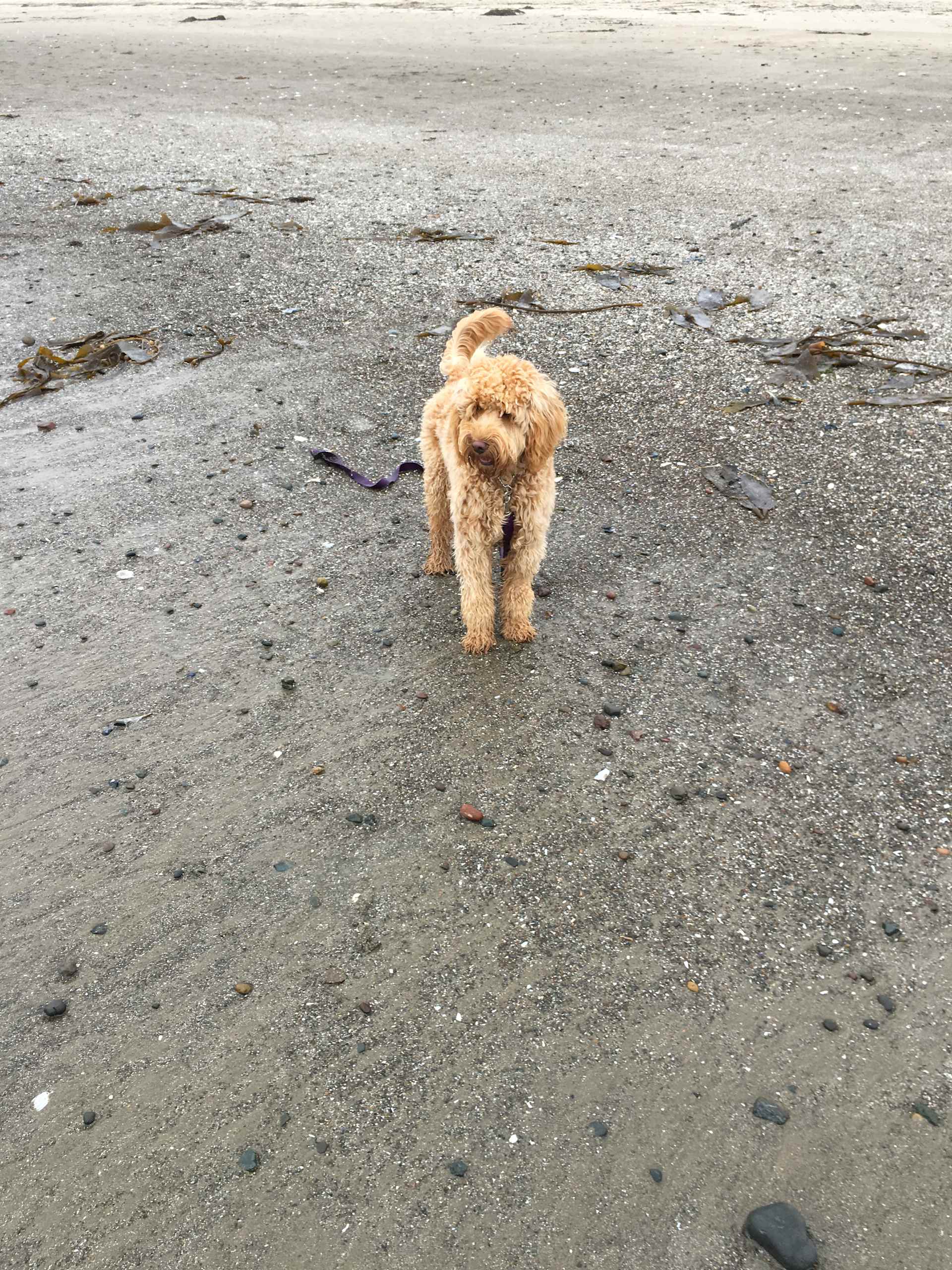 Beach Walk Explorer