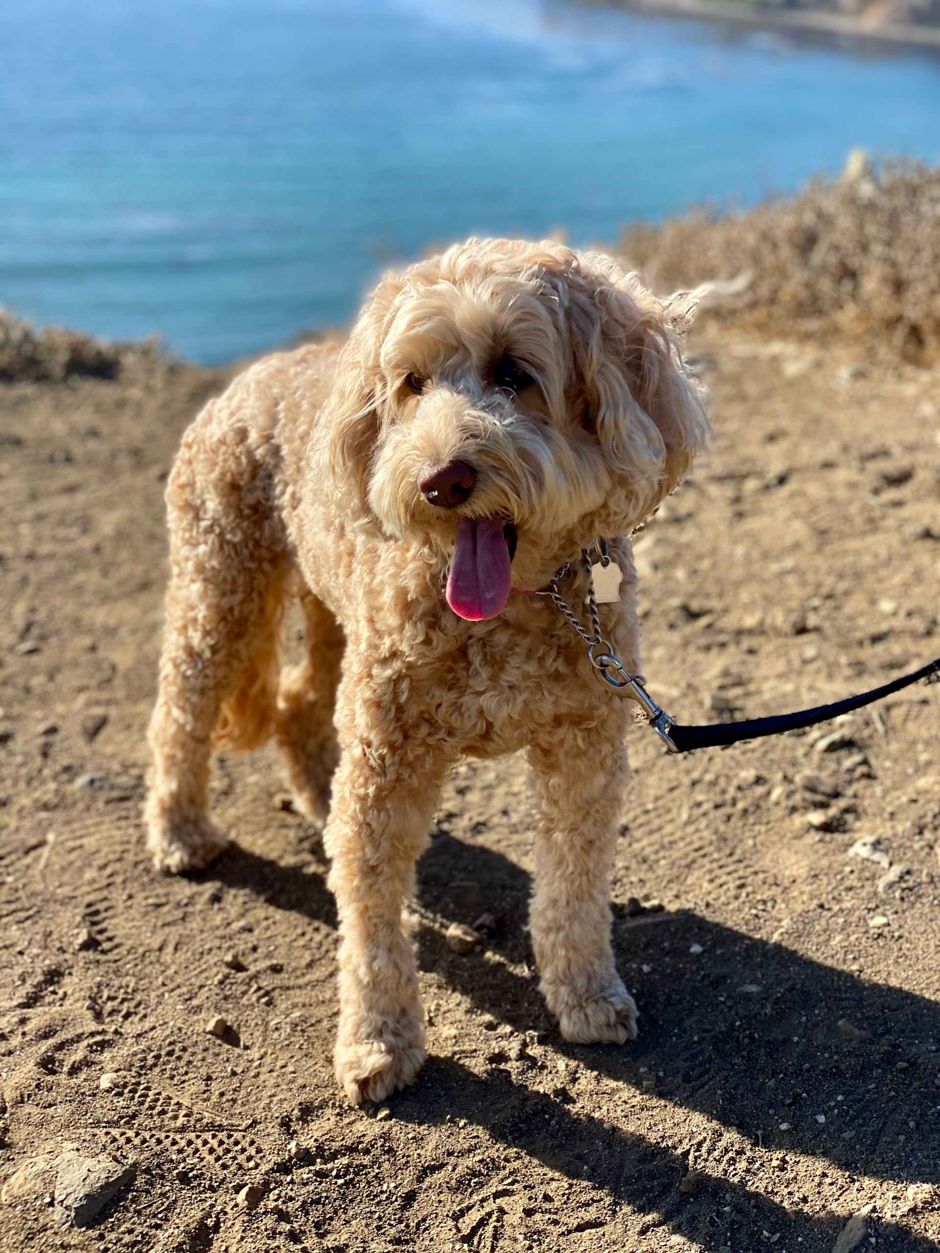 Coastal Bluff Explorer