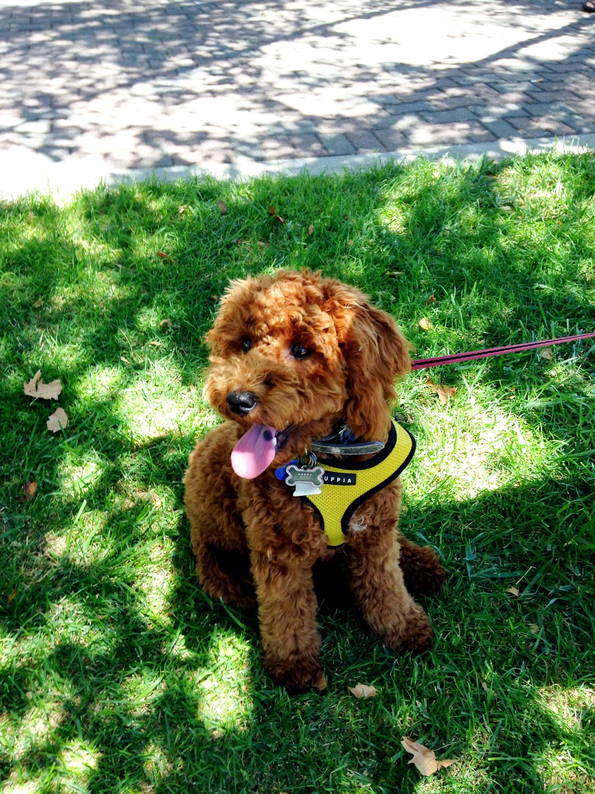 Puppy On the Grass